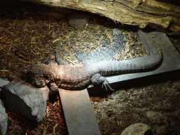 Argentine Tejus at the upper floor of the Reptielenhuis De Aarde zoo