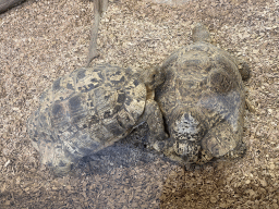 Leopard Tortoises at the lower floor of the Reptielenhuis De Aarde zoo