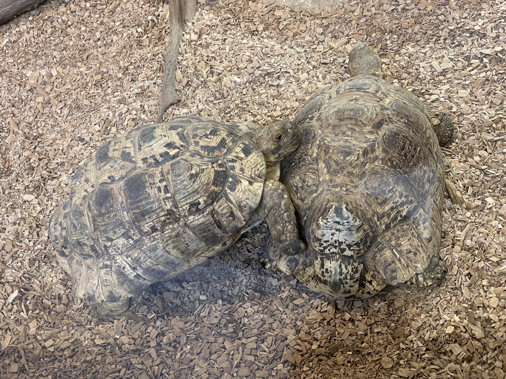 Leopard Tortoises at the lower floor of the Reptielenhuis De Aarde zoo