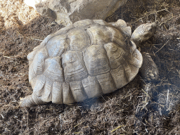 African Spurred Tortoise at the lower floor of the Reptielenhuis De Aarde zoo