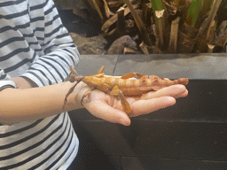 Max with an Australian Walking Stick at the lower floor of the Reptielenhuis De Aarde zoo