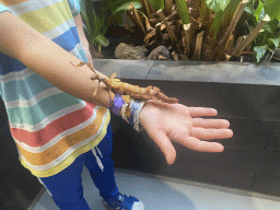 Max`s friend with an Australian Walking Stick at the lower floor of the Reptielenhuis De Aarde zoo