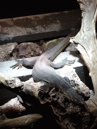 Asian Water Monitor at the lower floor of the Reptielenhuis De Aarde zoo