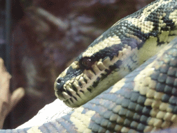Head of a Ball Python at the upper floor of the Reptielenhuis De Aarde zoo