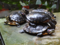 Red-eared Sliders at the lower floor of the Reptielenhuis De Aarde zoo