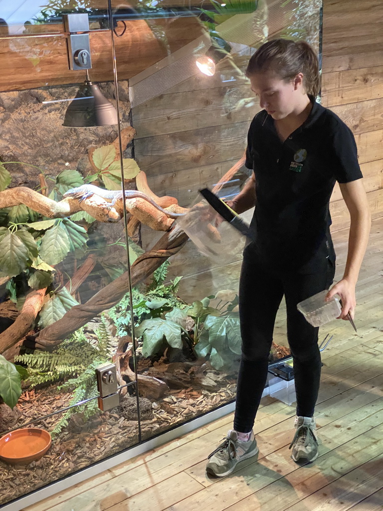 Zookeeper feeding a Blue-spotted Tree Monitor at the upper floor of the Reptielenhuis De Aarde zoo