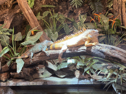 Green Iguana and Mexican Spiny-tailed Iguana at the lower floor of the Reptielenhuis De Aarde zoo