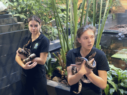 Zookeepers with Ball Pythons at the lower floor of the Reptielenhuis De Aarde zoo