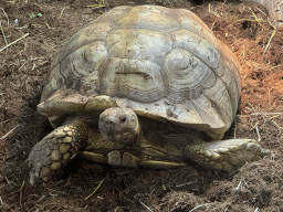 African Spurred Tortoise at the lower floor of the Reptielenhuis De Aarde zoo