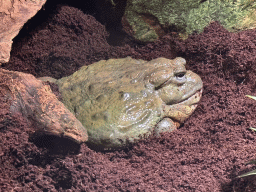 African Bullfrog at the lower floor of the Reptielenhuis De Aarde zoo