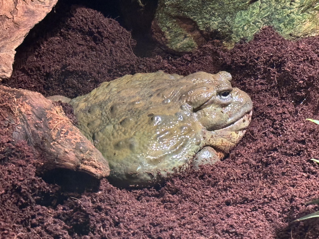 African Bullfrog at the lower floor of the Reptielenhuis De Aarde zoo