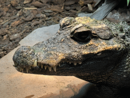 Head of a Dwarf Crocodile at the lower floor of the Reptielenhuis De Aarde zoo