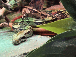 Boa Imperator at the lower floor of the Reptielenhuis De Aarde zoo