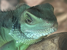 Head of a Chinese Water Dragon at the upper floor of the Reptielenhuis De Aarde zoo
