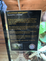 Information on the Chinese Water Dragon at the upper floor of the Reptielenhuis De Aarde zoo