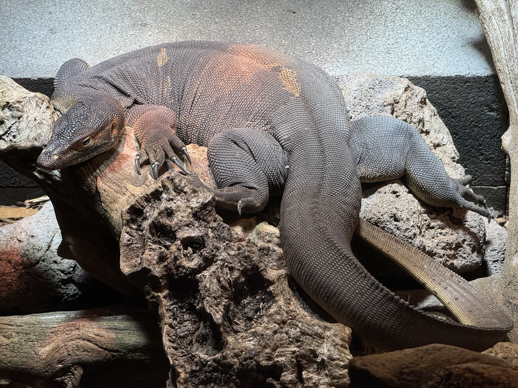 Mertens` Water Monitor at the upper floor of the Reptielenhuis De Aarde zoo