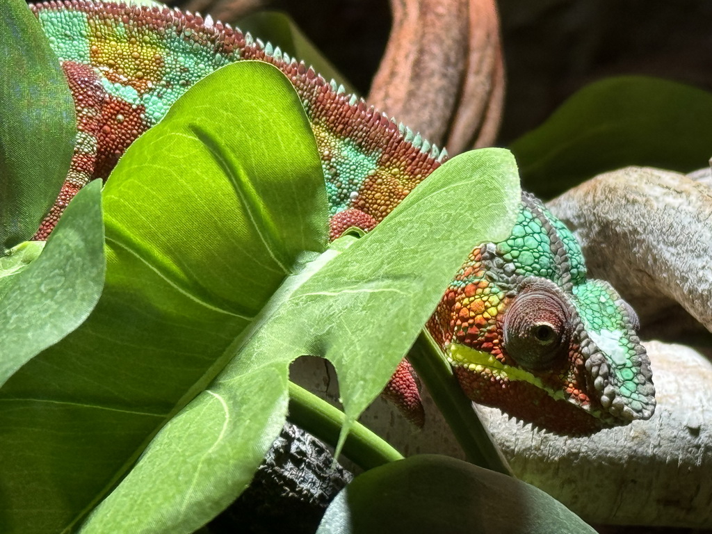 Panther Chameleon at the upper floor of the Reptielenhuis De Aarde zoo