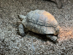 African Spurred Tortoise at the lower floor of the Reptielenhuis De Aarde zoo