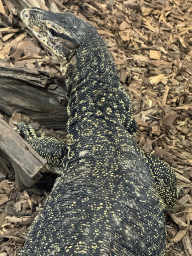Asian Water Monitor at the lower floor of the Reptielenhuis De Aarde zoo