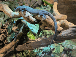 Blue-spotted Tree Monitor at the upper floor of the Reptielenhuis De Aarde zoo