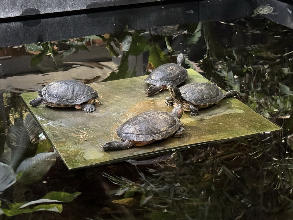 Red-eared Sliders at the lower floor of the Reptielenhuis De Aarde zoo