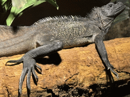 Amboina Sail-finned Lizard at the upper floor of the Reptielenhuis De Aarde zoo