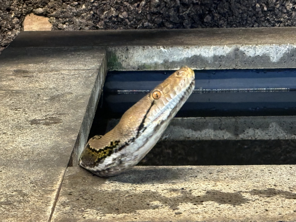 Reticulated Python at the upper floor of the Reptielenhuis De Aarde zoo