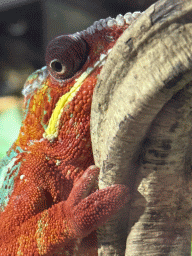 Head of a Panther Chameleon at the upper floor of the Reptielenhuis De Aarde zoo