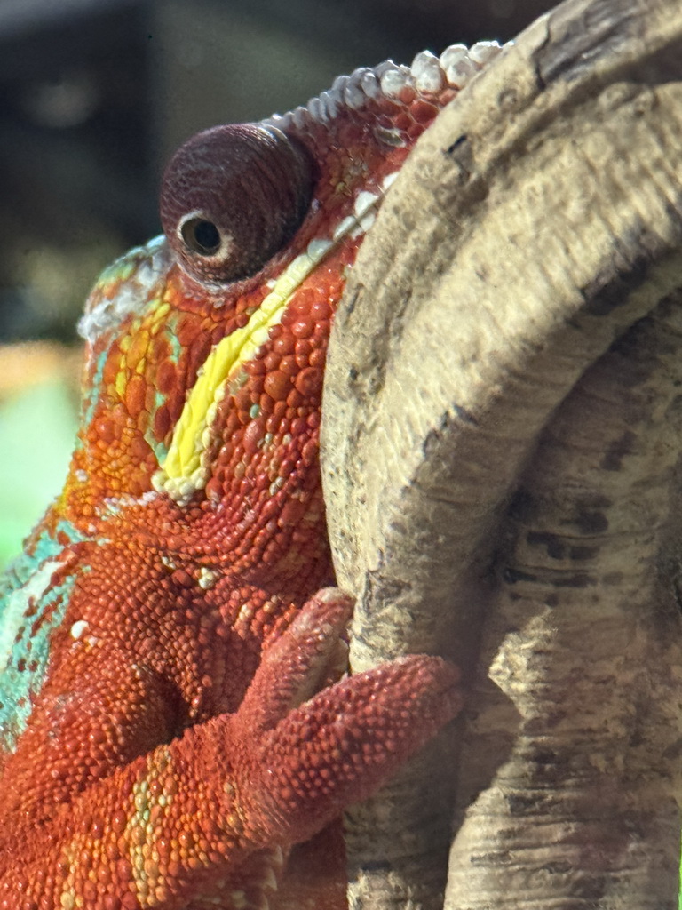 Head of a Panther Chameleon at the upper floor of the Reptielenhuis De Aarde zoo