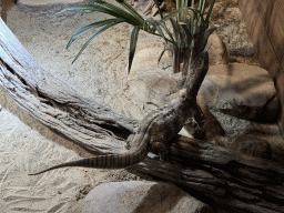 Savannah Monitor at the upper floor of the Reptielenhuis De Aarde zoo