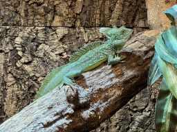 Plumed Basilisk at the upper floor of the Reptielenhuis De Aarde zoo