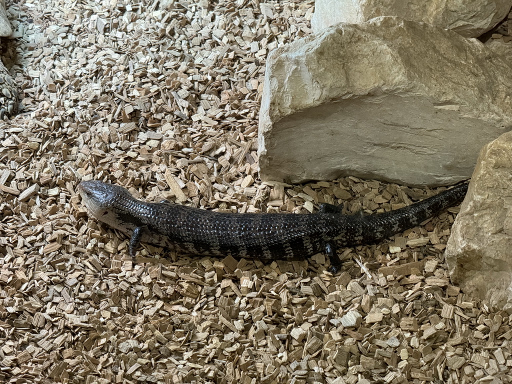 Blue-tongued Skink at the lower floor of the Reptielenhuis De Aarde zoo