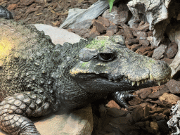 Dwarf Crocodile at the lower floor of the Reptielenhuis De Aarde zoo