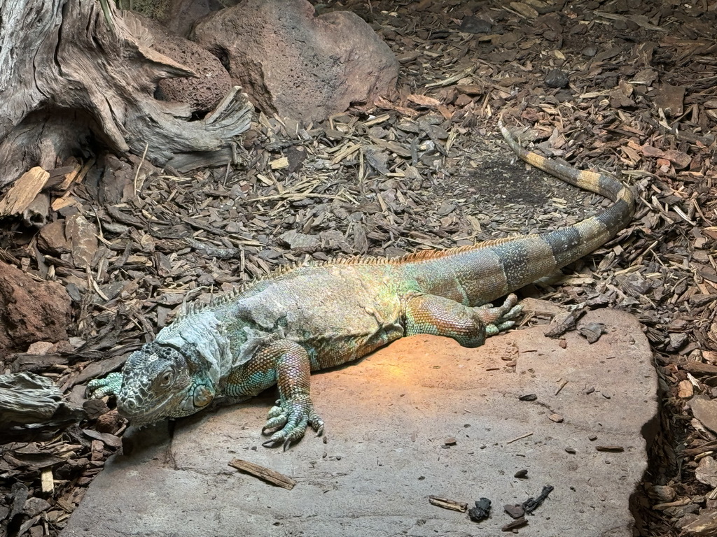 Green Iguana at the lower floor of the Reptielenhuis De Aarde zoo