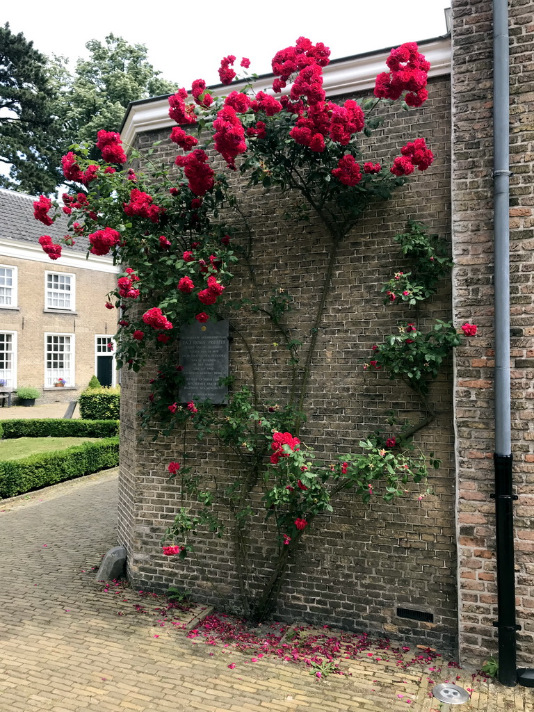 Tree with flowers and memorial plaque for Priest J.A.J. Ooms at the northeast side of the Begijnhof garden