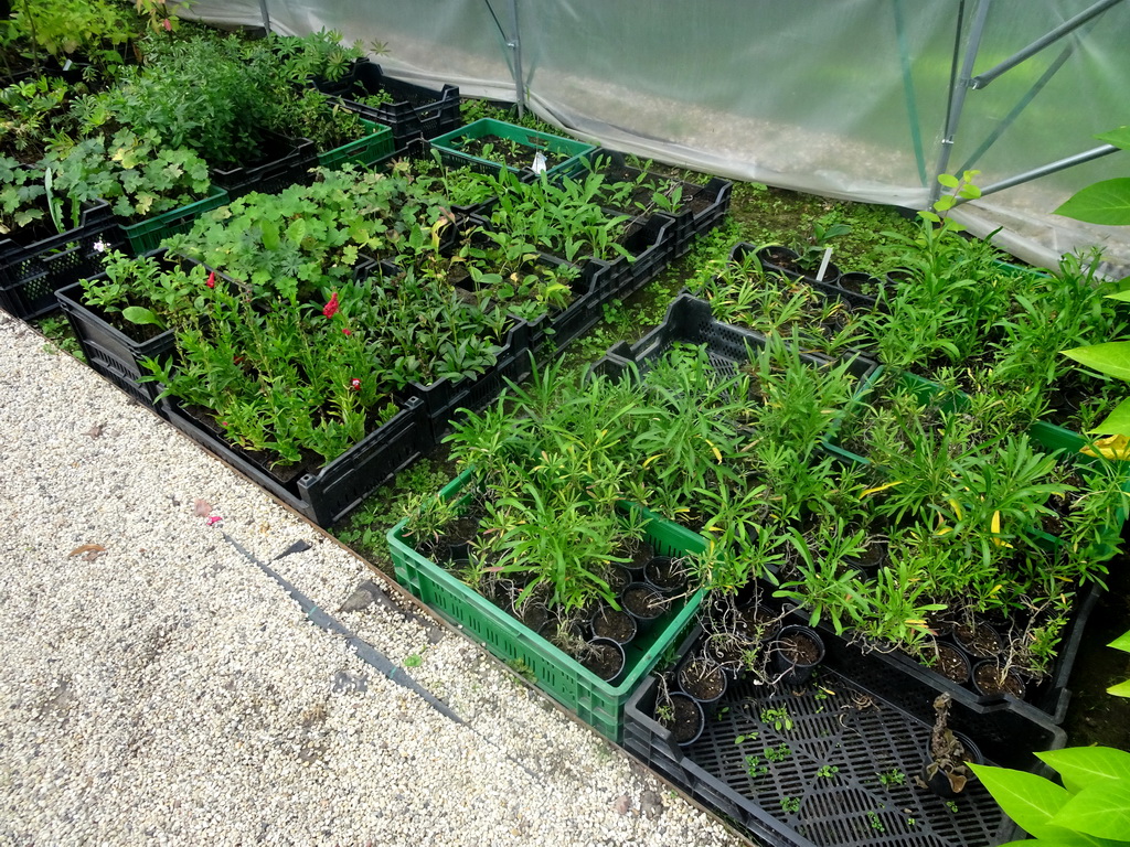 Plants in a greenhouse at the northeast side of the gardens of Bouvigne Castle