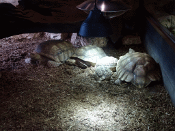 African Spurred Tortoises and Leopard Tortoises at the lower floor of the Reptielenhuis De Aarde zoo