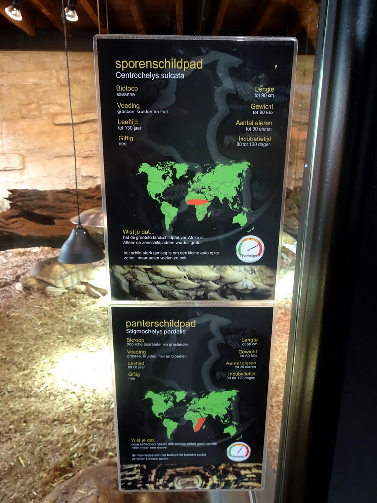 Explanation on the African Spurred Tortoise and Leopard Tortoise at the lower floor of the Reptielenhuis De Aarde zoo