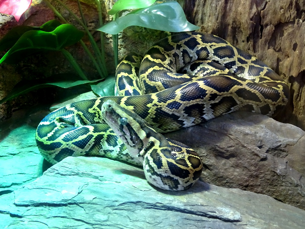 Indian Python at the lower floor of the Reptielenhuis De Aarde zoo