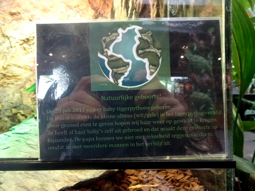 Information on a young Indian Python at the lower floor of the Reptielenhuis De Aarde zoo