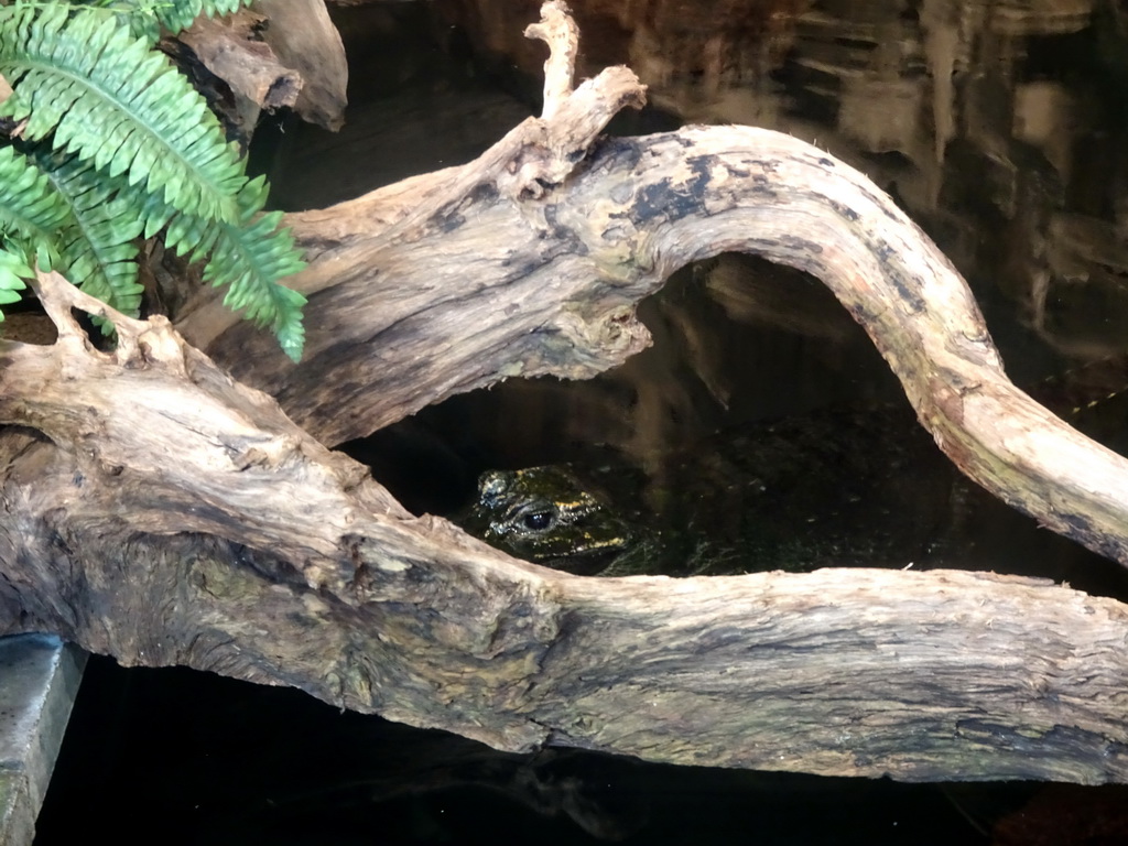 Cuvier`s Dwarf Caiman at the lower floor of the Reptielenhuis De Aarde zoo