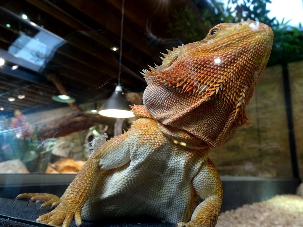 Bearded Dragon at the lower floor of the Reptielenhuis De Aarde zoo