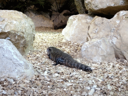 Blue-tongued Skink at the lower floor of the Reptielenhuis De Aarde zoo