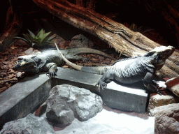 Rhinoceros Iguanas at the upper floor of the Reptielenhuis De Aarde zoo