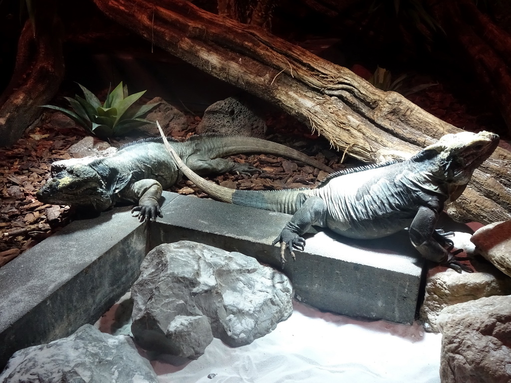 Rhinoceros Iguanas at the upper floor of the Reptielenhuis De Aarde zoo