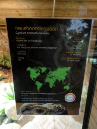 Explanation on the Rhinoceros Iguana at the upper floor of the Reptielenhuis De Aarde zoo