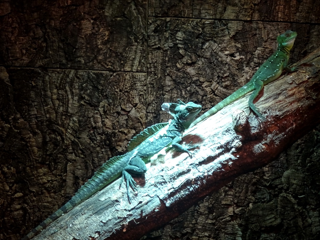 Plumed Basilisks at the upper floor of the Reptielenhuis De Aarde zoo