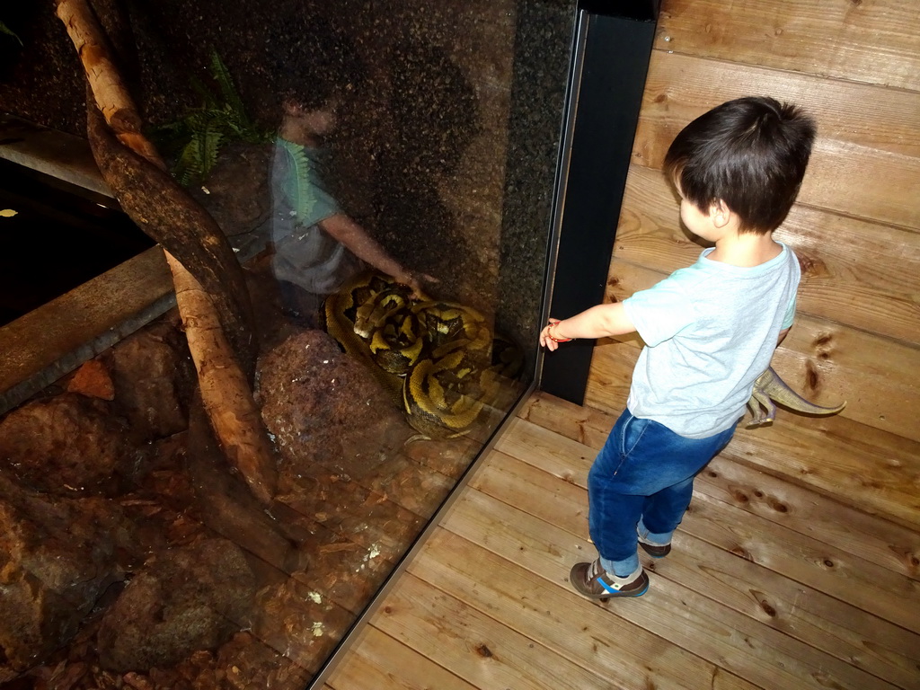 Max with a Reticulated Python at the upper floor of the Reptielenhuis De Aarde zoo