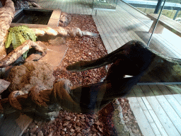 Reticulated Python at the upper floor of the Reptielenhuis De Aarde zoo