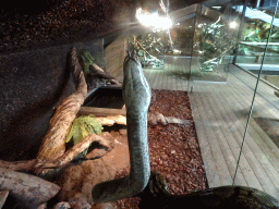 Reticulated Python at the upper floor of the Reptielenhuis De Aarde zoo